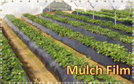Perforated & Non-Perforated  Plastic Mulch Film For Agricultural & Gardening